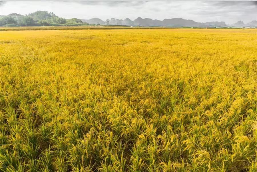 全发国际(中国)有限公司官网